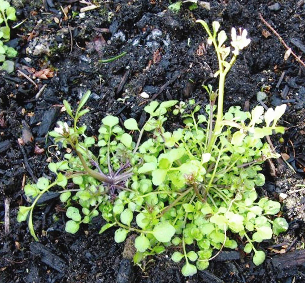 Gardening advice: Cool temperatures curbed pesky weed
