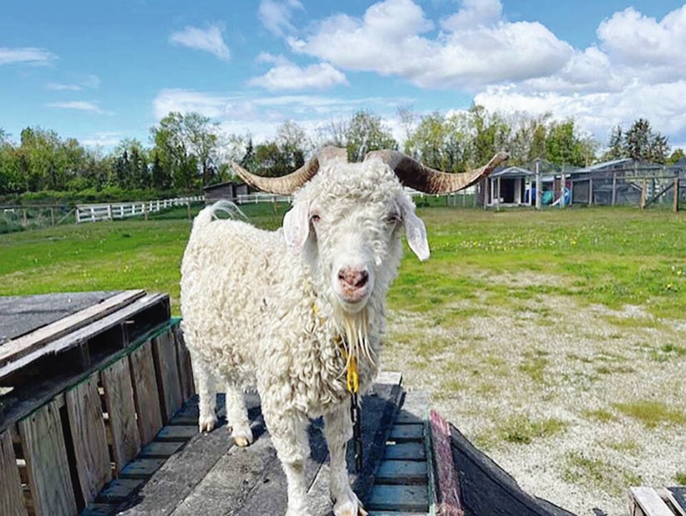 web1_goat_bc-spca