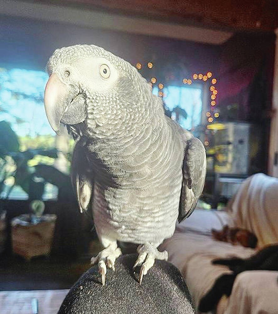 web1_lyric-the-afircan-grey-parrot