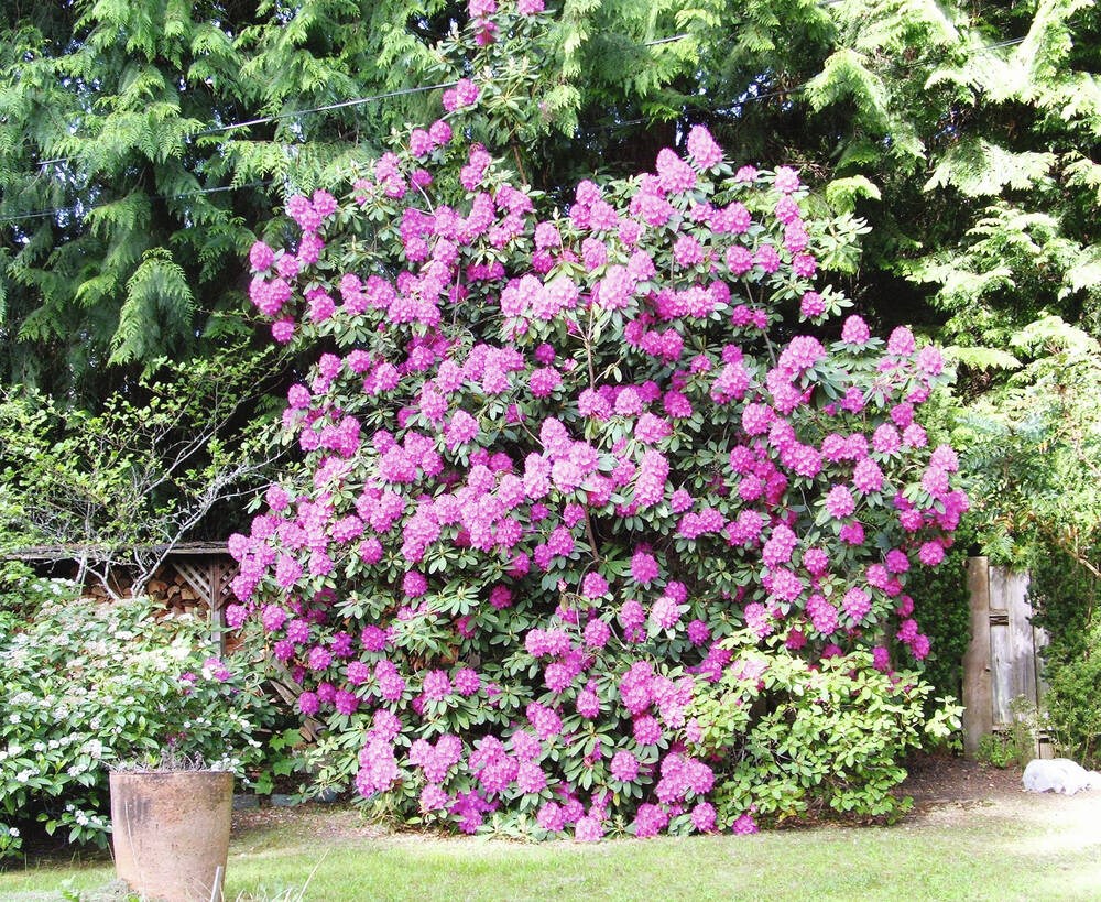 Helen Chesnut’s Yard Notes: Coolish spring weather conditions has extended bloom in shrubs and trees
