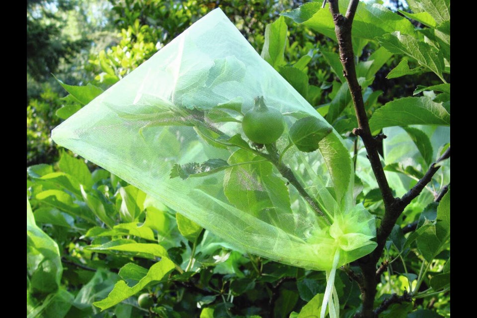 Lightweight organza fruit protection bags protect apples and other fruits from insect pest damage.	HELEN CHESNUT 
