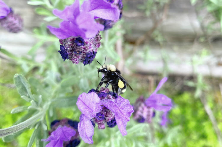 web1_bumblebee-june3 THUMB