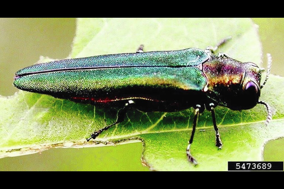 Emerald ash borer is small, measuring only 8.5-14 millimetres in length. A key feature is its metallic emerald-green colour, and unique narrow, bullet-shaped body. VIA INVASIVE SPECIES COUNCIL OF B.C. 