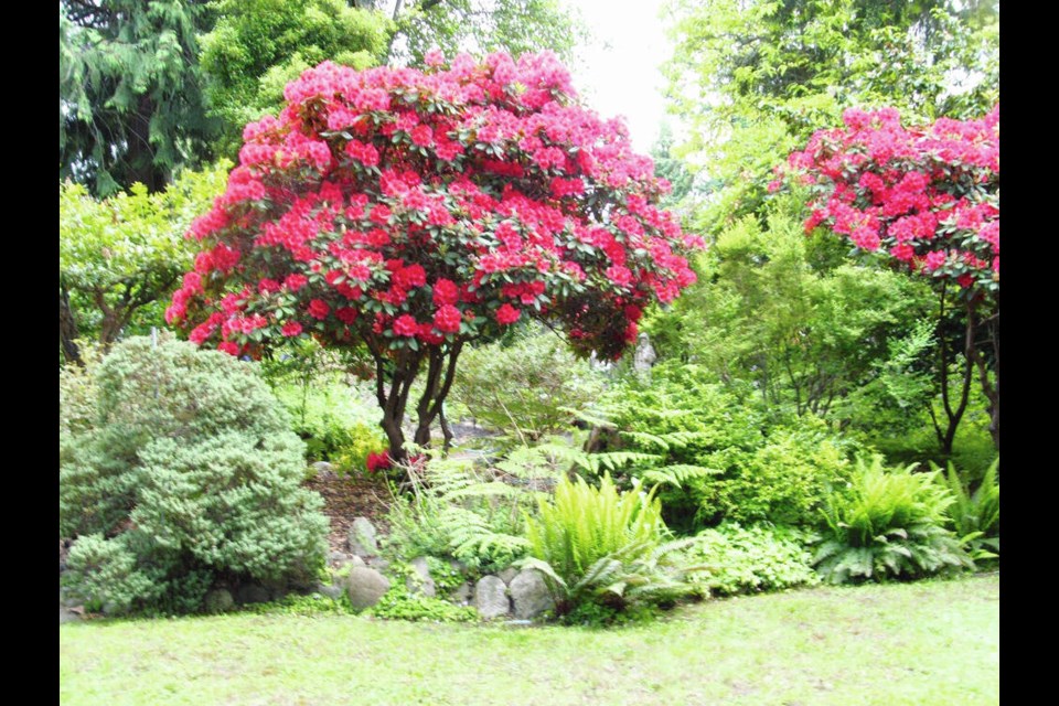 This Vulcan rhododendron was propagated from a rooted “layer” taken from its parent plant, to the right. Helen Chesnut photo. Garden column Wednesday, June 26. 