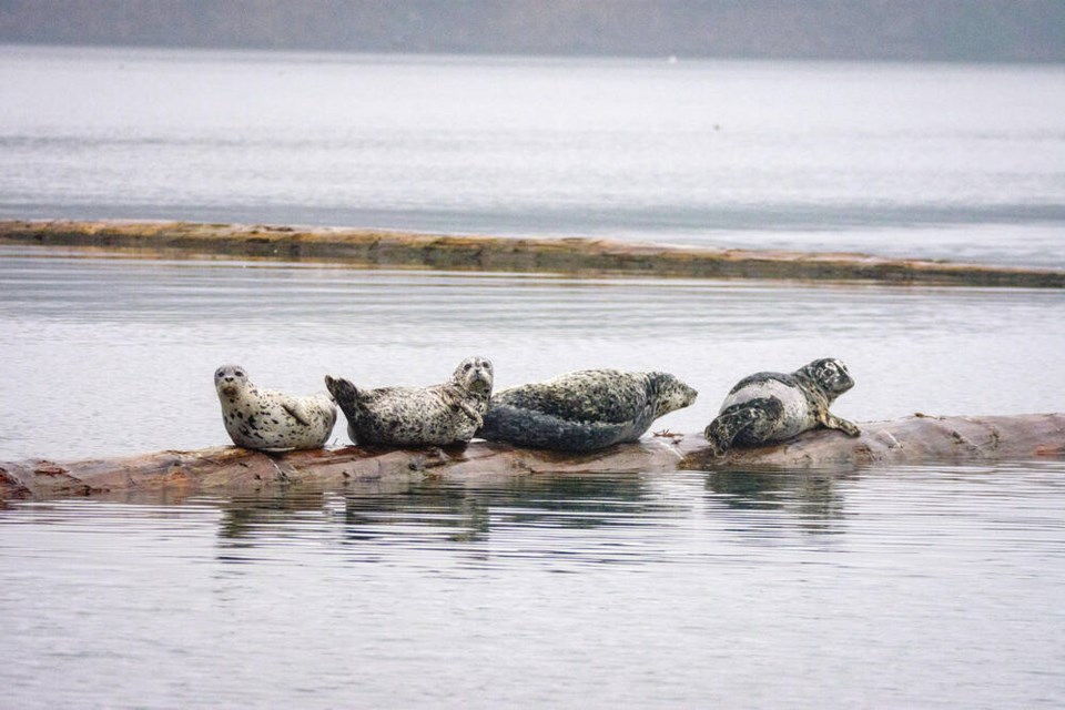 web1_seals_cowichan-estuary_3_credit_danny-swainson_bccf