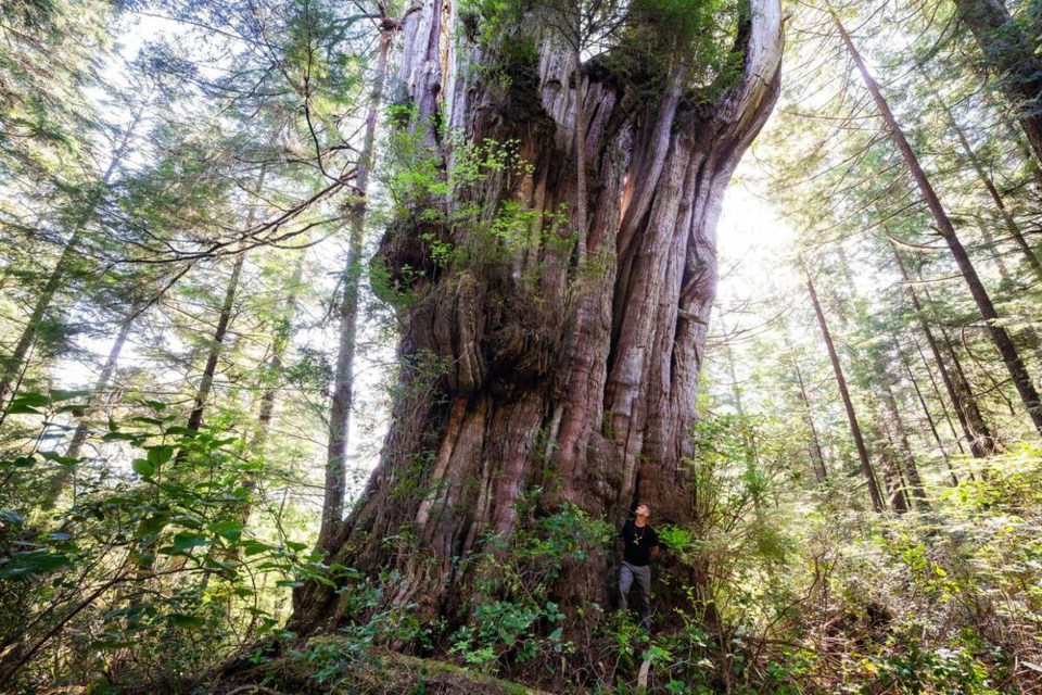 web1_thumbnail_flores-island-cedar-tj-watt