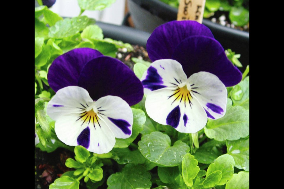The dramatic colouring of this viola makes it a standout among spring patio plantings. HELEN CHESNUT 
