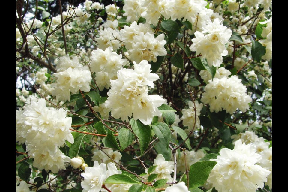 The fluffy double flowers create a thick blanket of white on the Deutzia scabra ‘Flore Pleno’ shrub. HELEN CHESNUT 