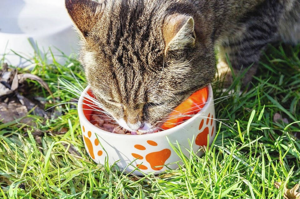 web1_cat-food-bowl-animals-e90835-1024