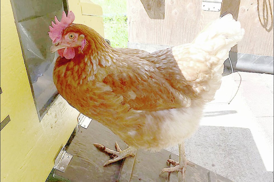 World-record-holding chicken Lacey. SUBMITTED 