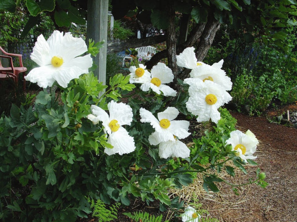 web1_romneya-coulteri--matilija-poppy--july-4-2023
