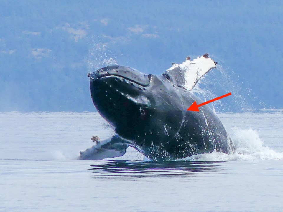 web1_vector-htangled-humpback