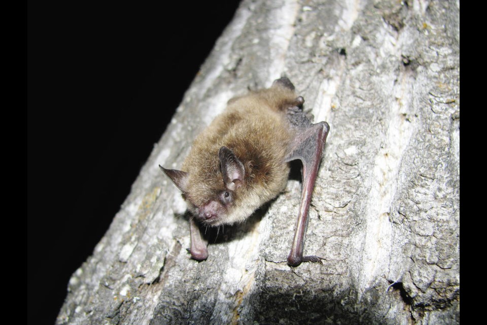 About 0.5 per cent of bats in B.C. carry rabies but approximately 11 per cent of bats tested in the province are positive for rabies  probably because bats tested often have come in contact with humans or pets, which is more likely to happen when bats are infected with the virus, says Dr. Rahul Walia, a resident medical health officer with Island Health. THE CANADIAN PRESS/HO-Cory Olson, WCS Canada 