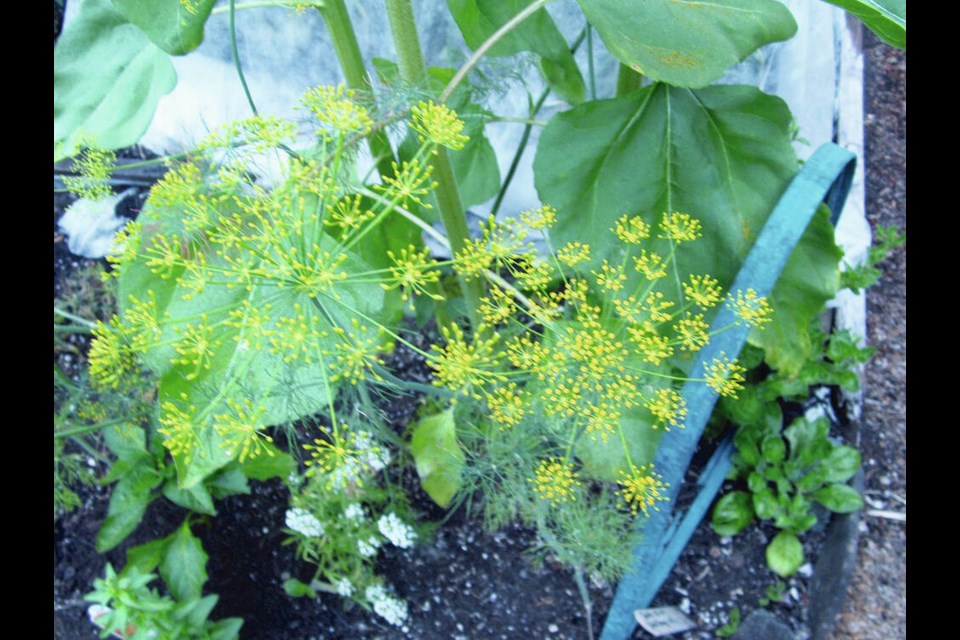 Dwarf dill spreads its delicate, lacey flower umbels in a planting of large-leaved sunflowers. 