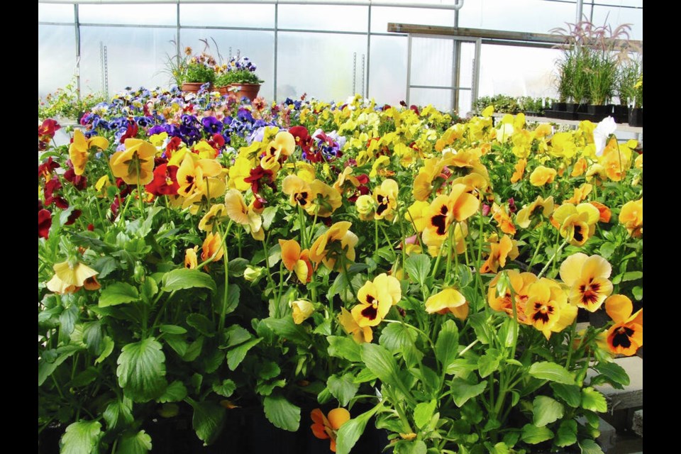 Pansies, and violas, are available in most garden centres this month.	HELEN CHESNUT 