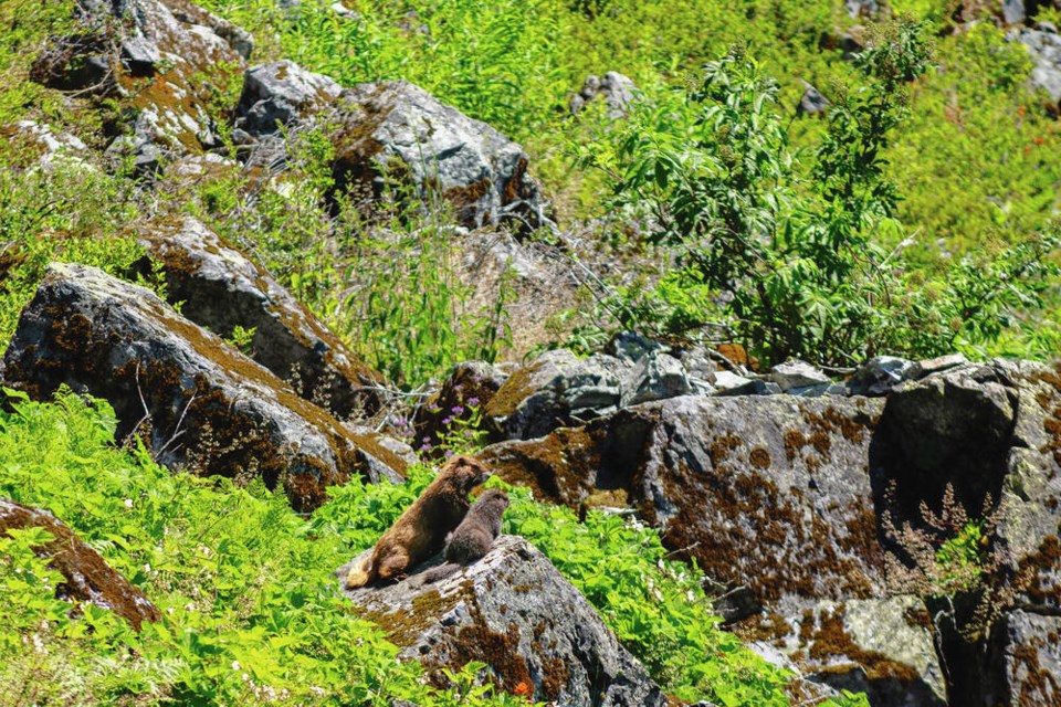 A Vancoouver Island marmot and her pup photographed this summer. ADAM TAYLOR VIA THE MARMOT RECOVERY FOUNDATION 