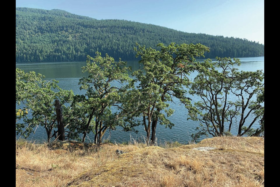 Garry oaks in Burgoyne Bay Park. These Garry oaks are part of the large Garry oak woodland that flanks the west side of Mount Maxwell (Hwmat’etsum).	SHEILA HARRINGTON 
