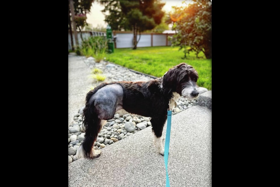 Ian Breland’s dog Sadie is believed to have swum across Upper Campbell Lake from the scene of the crash and limped to a camping area. Her injured leg was later amputated. VIA LAURIE CLARK 