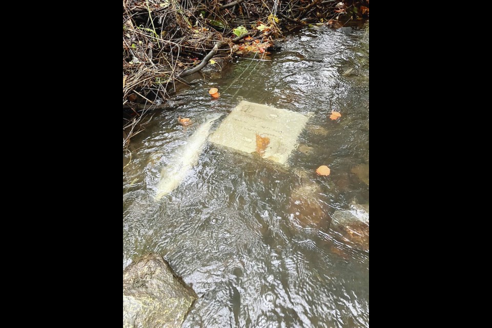 An adult coho was found in Bowker Creek near an incubation box for chum salmon. It’s a mystery how the coho ended up there, say conservationists. SUBMITTED 
