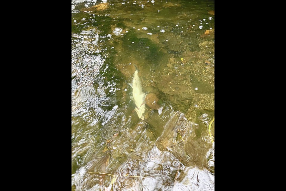 A second dead coho was found in Bowker Creek last week. SUBMITTED 