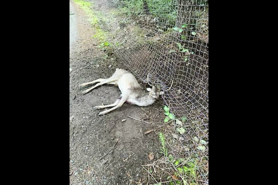 Sidney Islanders discovered a dead European fallow deer, its antlers entangled in netting and wounds on its legs. 
