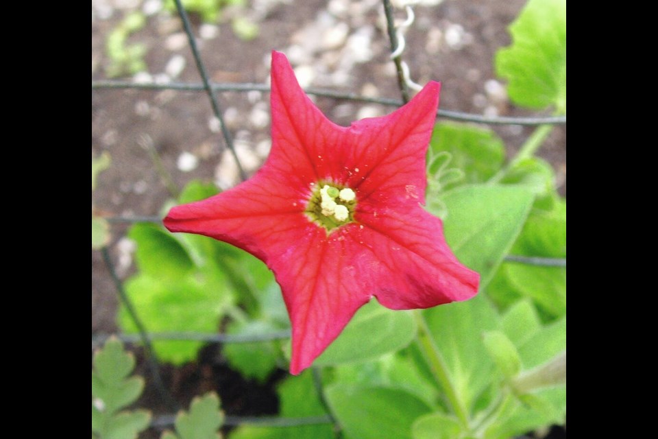 This star-shaped red flower is a petunia species: Petunia exserta. HELEN CHESNUT 
