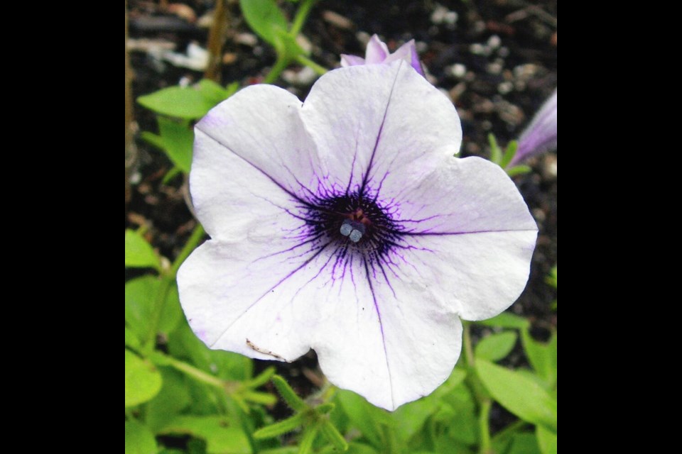 Exquisite petunia blooms make a surprise appearance on a small, self-sown plant. HELEN CHESNUT 