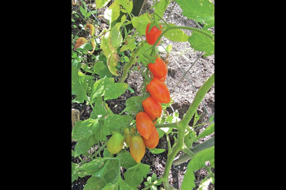 Sun Dipper tomato is a new variety designed for use in vegetable “dipping” platters. Helen Chesnut photo. Garden column Wednesday, March 22. 