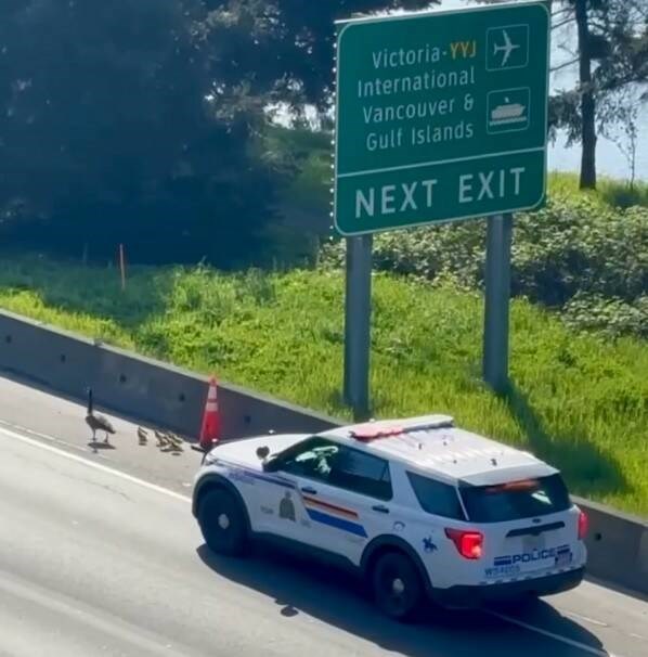 web1_04272025-vtc-news-rcmp-geese-escort_1