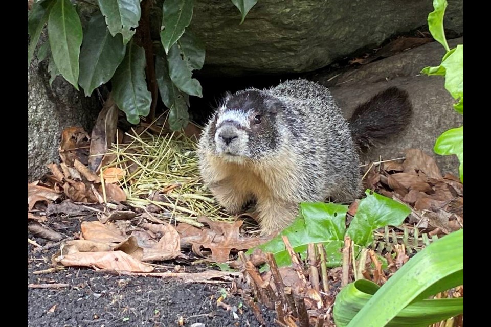 Roger the marmot on the grounds of the Empress Hotel in mid-March. He’s been spotted several times since. TIMES COLONIST 