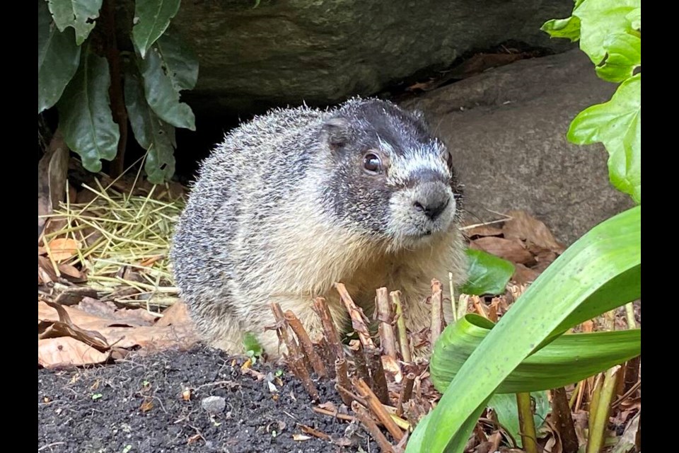 Roger the marmot on the grounds of the Empress Hotel in mid-March. He has been spotted several times since. 
TIMES COLONIST 