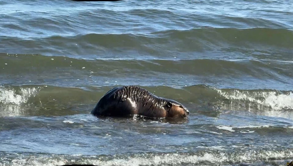 web1_salwater-beaver-2