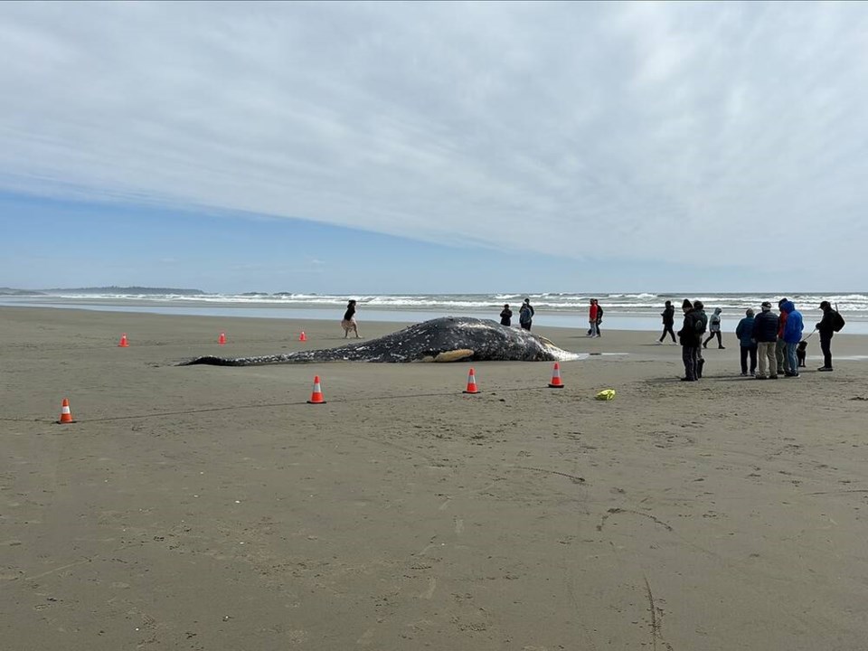 web1_05092025--dead-grey-whale