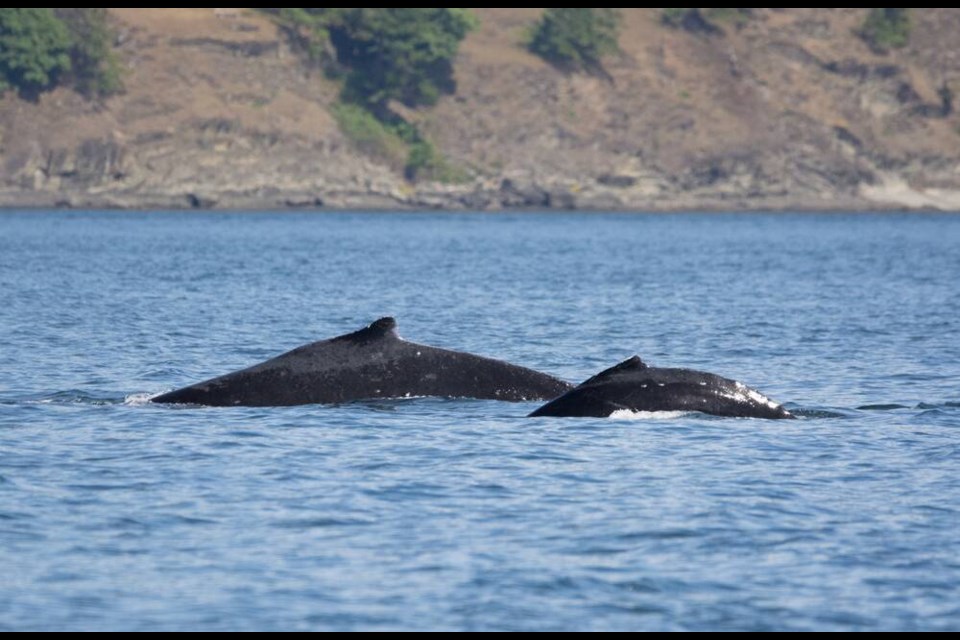 Big Mama and her eighth calf. SAM STUTZ, EAGLE WING TOURS VIA PWWA 