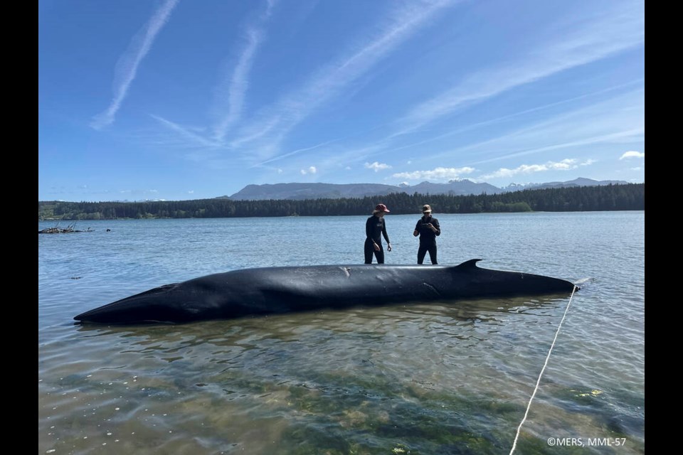 ‘Namgis First Nation Guardians are watching over the dead whale, which was found on Thursday, May 15, 2025, in McNeill Bay. DANIEL WADHAMS, ‘NAMGIS FIRST NATION 