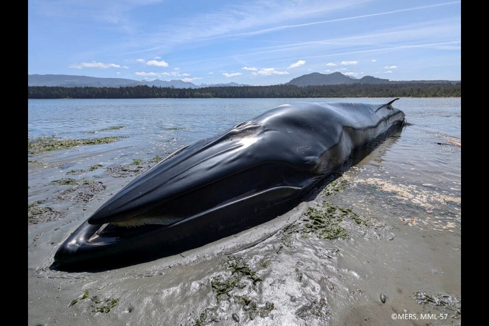 A dead Bryde’s whale found in Port McNeil Bay on Thursday, May 15, 2025. DANIEL WADHAMS, ‘NAMGIS FIRST NATION 