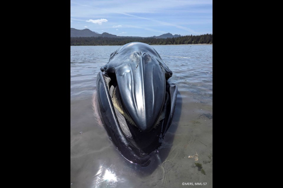 Bryde’s whales are members of the baleen whale family. They are considered one of the “great whales,” or rorquals, which is a group that also includes blue whales and humpback whales. DANIEL WADHAMS, ‘NAMGIS FIRST NATION 
