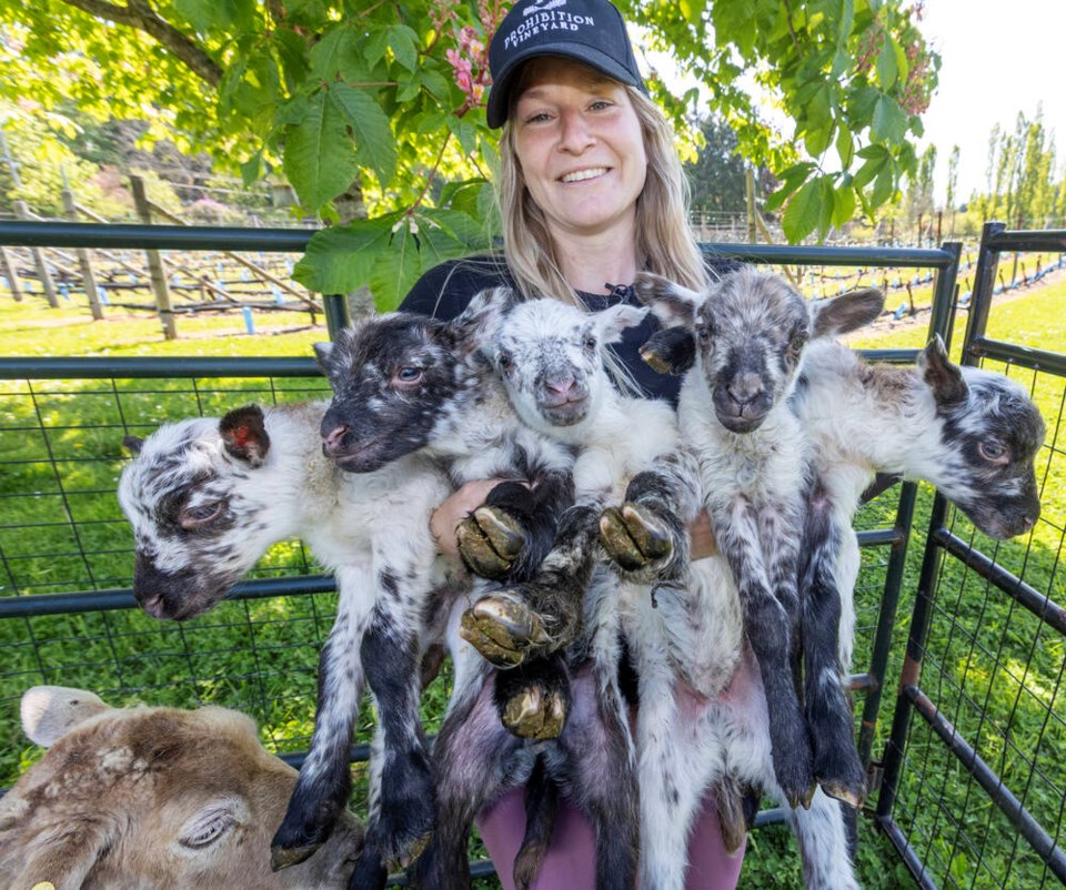 web1_vka-lambs-15536