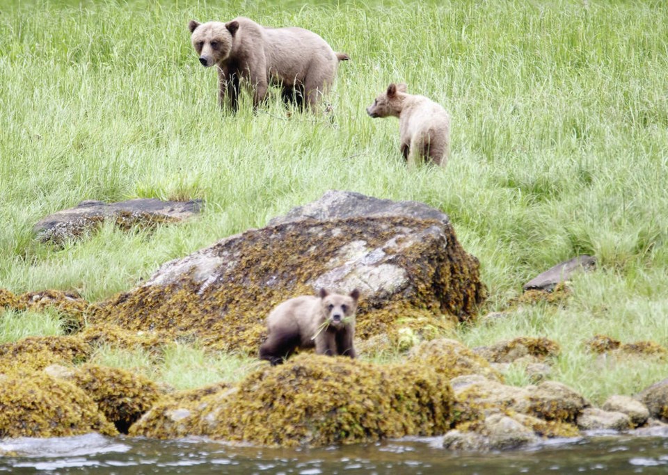 web1_06262025-vtc-news-grizzly-mom-and-cubs