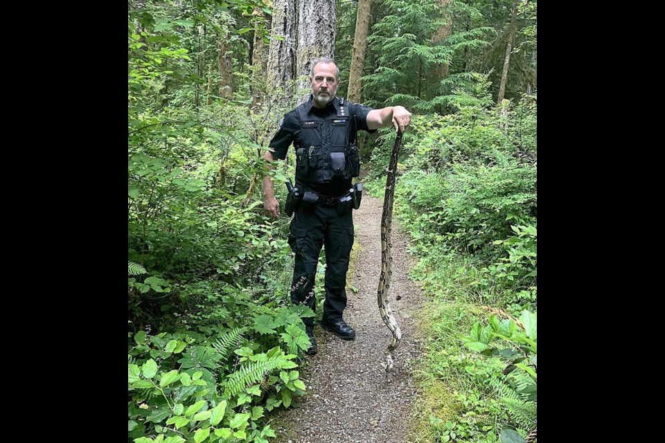A B.C. conservation officer holds the five-foot-long boa constrictor captured at Miracle Beach on Thursday. B.C. CONSERVATION OFFICER SERVICE 