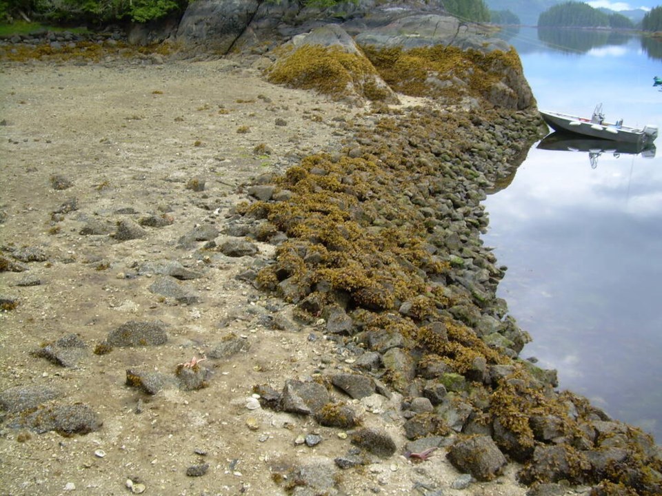A clam garden in the Broughton Archipelago. Monique Keiran writes that a clam garden typically features a rock wall built parallel to a beach’s low tide line and a flattened terrace on the wall’s landward side. The wall traps sediment, flattening the slope of the shore with each incoming tide and passing storm. The resulting extension of intertidal beach provides a semi-protected place for clams to spawn and grow that is easier to manage than wild beaches.	SIMON FRASER UNIVERSITY VIA WIKIMEDIA COMMONS