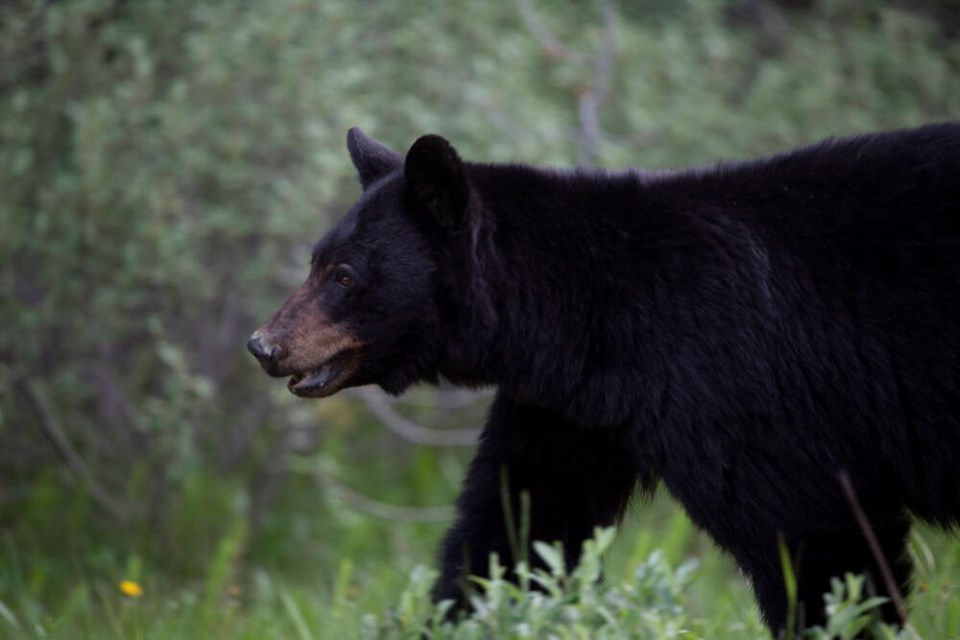 A file photo of a black bear. If you spot a bear, remain calm and back away from the animal slowly. JONATHAN HAYWARD, THE CANADIAN PRESS