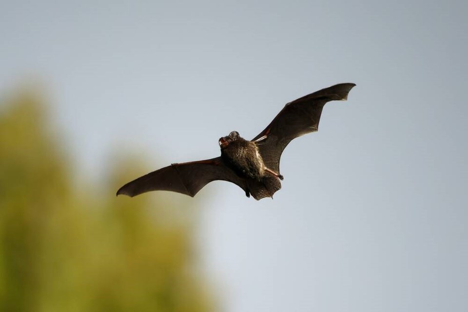 web1_delta-bat-walk