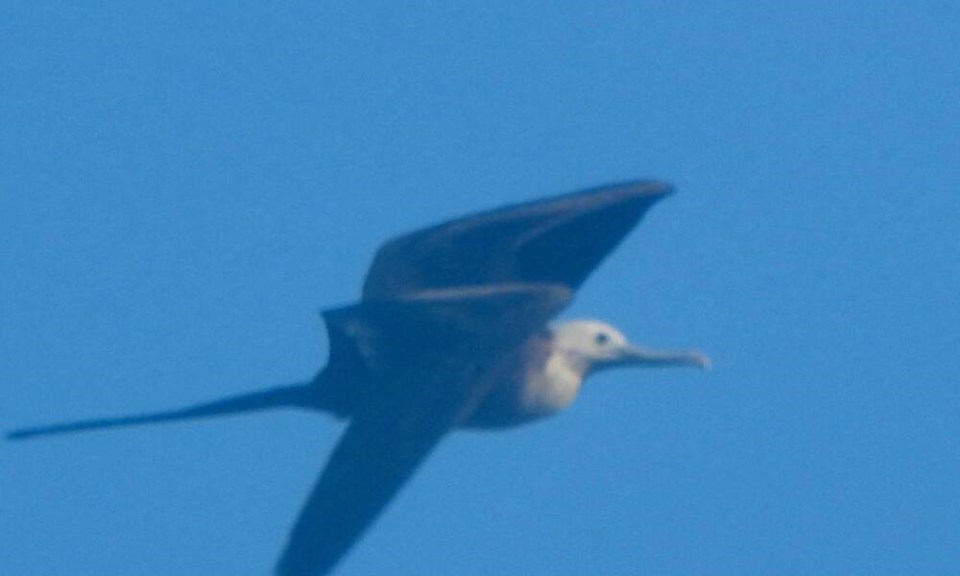 web1_magnificent-frigatebird-06062025
