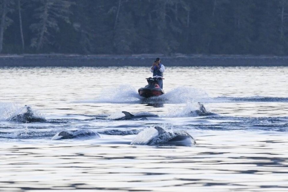 web1_marine-mammal-fine