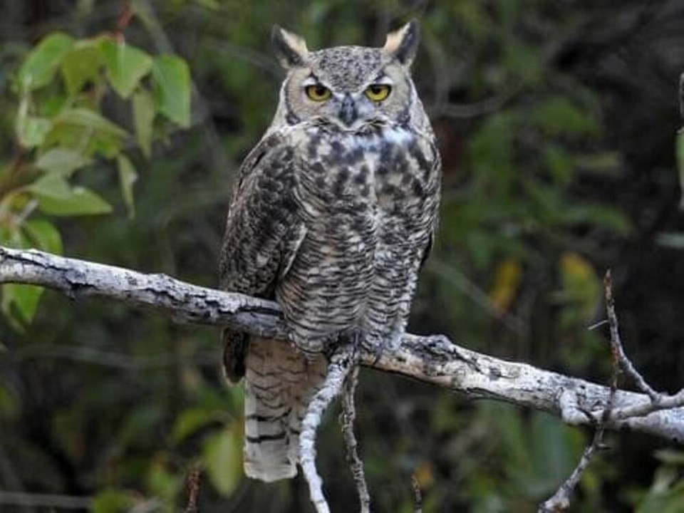 web1_owl-june-18--1-