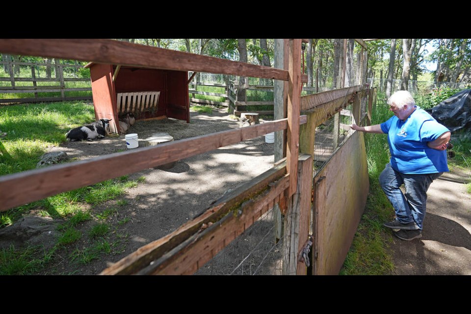 Lynda Koenders looks through a gate at billy goats Beau and Wasabi at Beacon Hill Children’s Farm. ADRIAN LAM, TIMES COLONIST 
