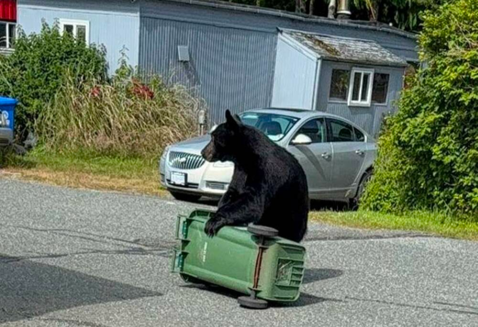 A young adult male black bear holds a garbage bin in Ucluelet. LISA FALLOON VIA FACEBOOK