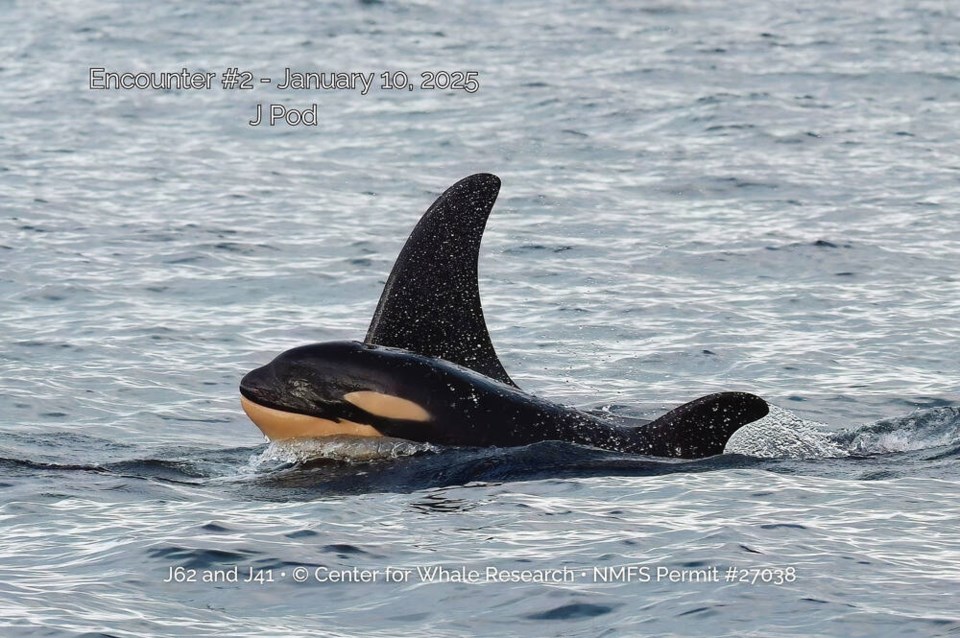 J62, the newest calf born to J-Pod of the Southern Resident Killer Whales, is seen swimming with her mother, J41, also known as Eclipse, off San Juan Island on January 10. CENTER FOR WHALE RESEARCH