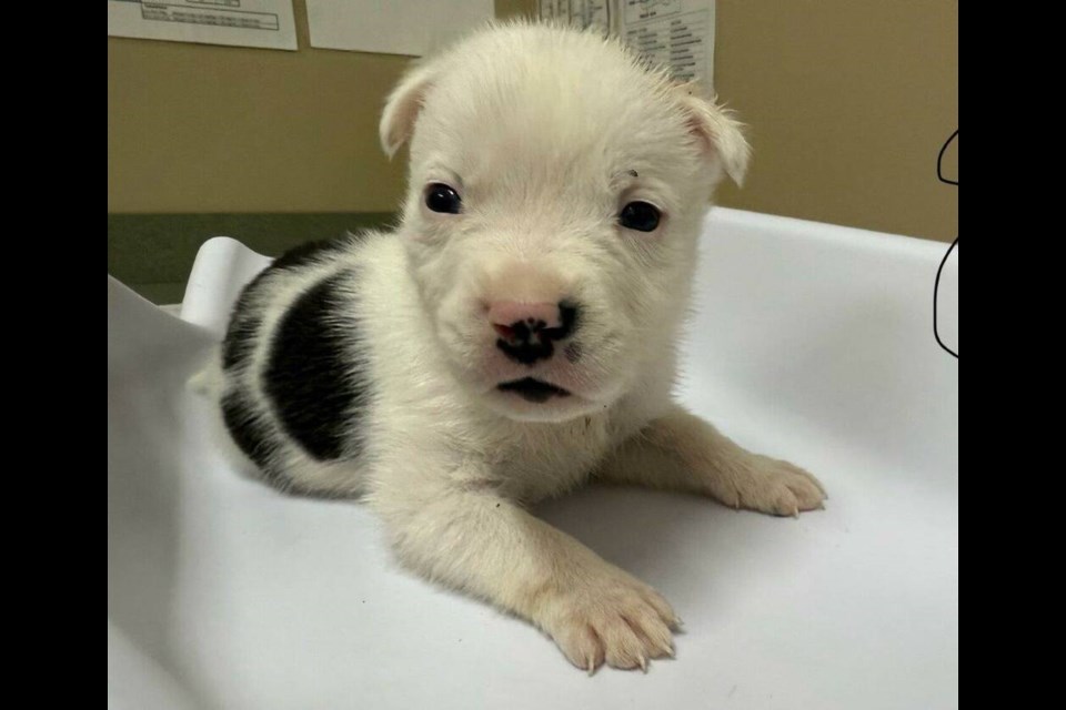 One of the pit-bull-terrier-mix’s 11 puppies. VIA B.C. SPCA 